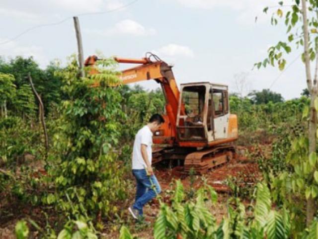 Người trồng tiêu, cà phê lỗ nặng vì bị... ”bẻ kèo”