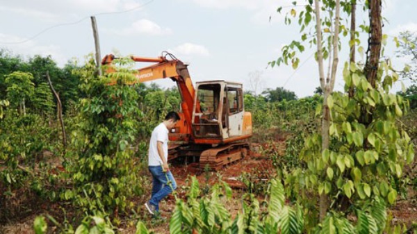 Người trồng tiêu, cà phê lỗ nặng vì bị... &#34;bẻ kèo&#34; - 1