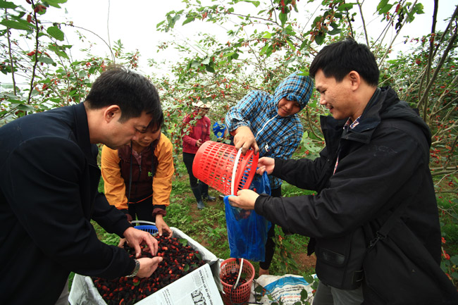 Không chỉ thương lái đến thu mua, một bộ phận không nhỏ người dân lân cận cũng tìm đến thưởng ngoạn và mua về dùng.