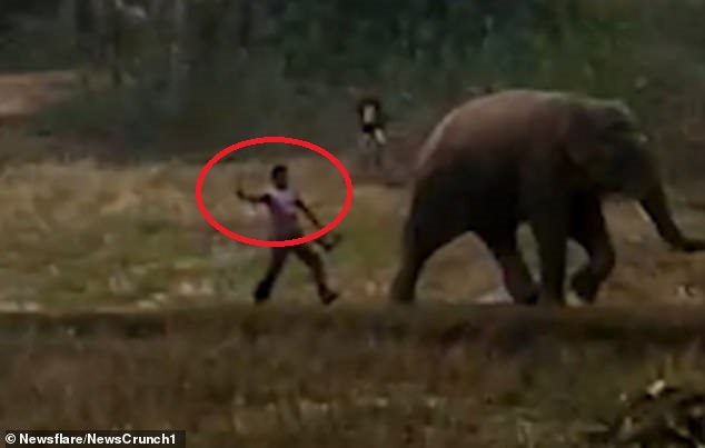 Người đàn ông tiến tới gần, giơ gậy vụt con voi rừng