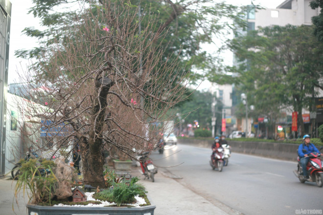 Nhiều cây đã ra hoa sớm nhưng vẫn chi chít nụ...