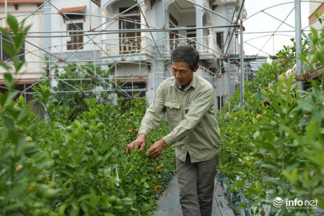 Năm trước, một chậu quất hồ lô có giá khoảng 100.000 đồng, thì năm nay chậu tương tự chỉ có giá 70.000 - 80.000 đồng. Rẻ hơn chút nhưng số lượng bán được thì nhiều hơn hẳn năm ngoái.