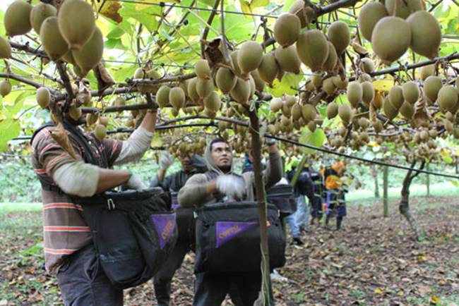 Tuy nhiên, nguồn gốc của quả này là từ Trung Quốc. Quả Kiwi có tên khoa học là&nbsp;Actinidia Deliciosa.