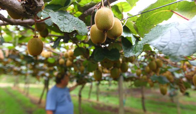 Nhìn bên ngoài, các quả kiwi xanh có lớp vỏ màu nâu và lông xù xì, còn kiwi vàng không có lông. Quả có hương vị thơm, ngon được nhiều người thích.&nbsp;