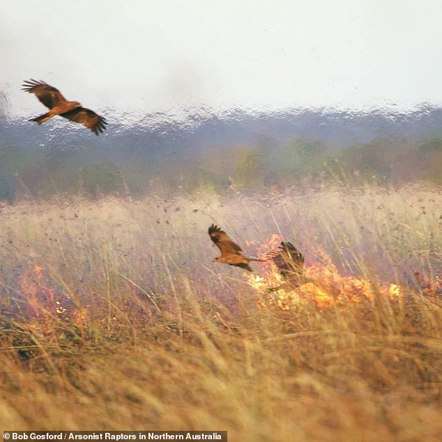 Một số loài chim bản địa lợi dụng cháy rừng ở Úc để săn mồi