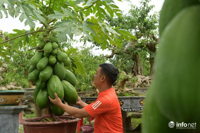 "Làm giống đu đủ bonsai này rất khó, ngoài việc chọn giống tốt; các khâu uốn tỉa sao cho vừa mắt cũng rất quan trọng. Để cây phát triển trên chậu tốt, ra nhiều quả, đầy đủ lá xanh, lá lộc và có hoa không phải ai cũng làm được", anh Chính chia sẻ thêm.&nbsp;