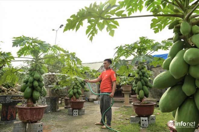 Theo anh Chính mỗi cây đu đủ bonsai được uốn tỉa rất kỳ công. Từ khâu chọn giống tới lúc uốn tỉa tạo dáng, mỗi công đoạn nếu thiếu kinh nghiệm có thể làm hỏng cả cây...