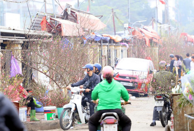 Quanh chợ hoa Quảng An, hàng nghìn cành đào lớn nhỏ được tiểu thương bày bán.