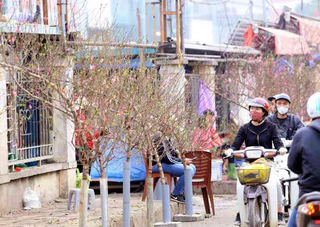 Với những cành đào có thế và dáng đẹp, nhiều lộc có giá lên đến 1,5 triệu đồng.