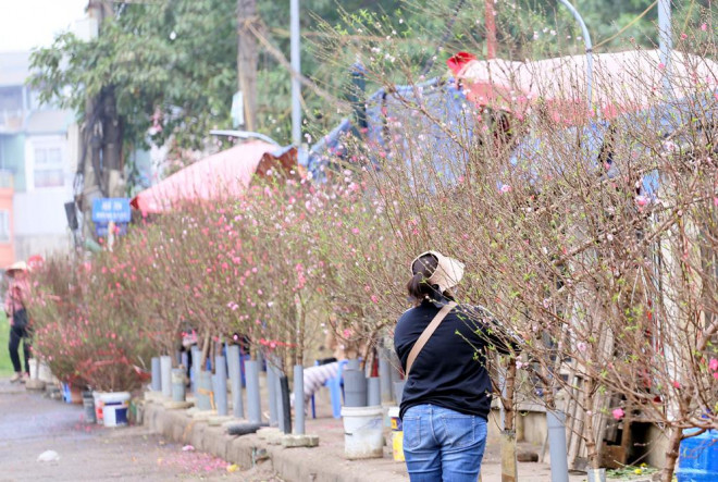 Nhiều tiểu thương cho biết, từ cuối tháng 12/2019 đến nay lượng đào bán ra mỗi ngày nhiều hơn.