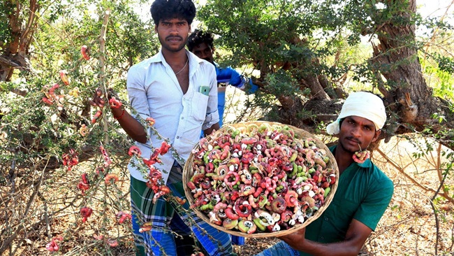 Manila Tamarind hay camachile là loại cây có nguồn gốc từ khu vực châu Mỹ, sau đó được du nhập vào châu Á. 