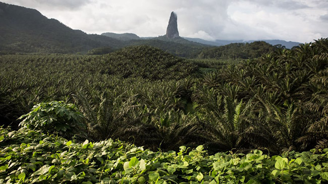 São Tomé & Príncipe : Quốc gia nhỏ gồm 2 đảo São Tomé và Príncipe là nơi có rừng rậm và đỉnh núi lửa rất phong phú các loài thực vật đặc hữu, bao gồm hàng trăm loài hoa lan và những cây thu hải đường.
