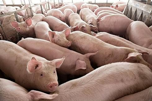 Theo báo cáo của Bộ Công Thương, trong vài ngày trở lại đây, giá lợn hơi tại các tỉnh có xu hướng sụt giảm, có nơi xuống dưới 80.000 đồng/kg (ảnh minh họa).