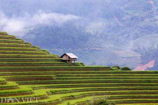 Bức tranh thiên nhiên Mù Cang Chải tuyệt đẹp được "tô vẽ” trên 2.200 ha ruộng bậc thang kỳ vĩ đang vàng rực làm xao xuyến bất kỳ tâm hồn nào.