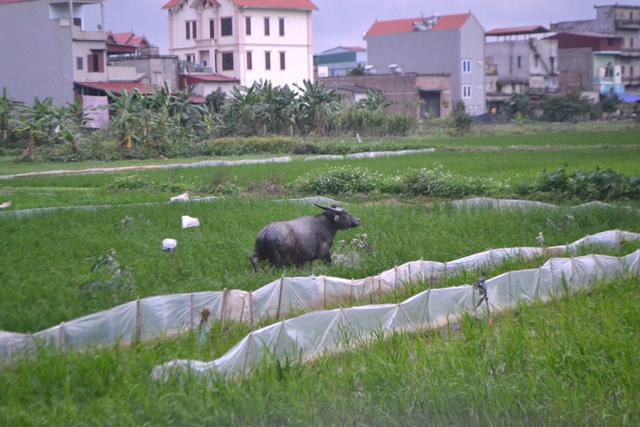 Tháng 3/2017, trong quá trình chăn trâu, 1 con trâu nhà ông Đưởm bỏ chạy và húc người. Ảnh: Đ.Tùy