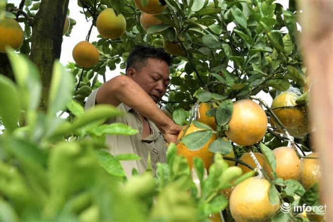 Không chỉ sai quả và tán đẹp, những gốc bưởi ở đây đều có tuổi đời cao từ 30 năm đến 100 năm tuổi.&nbsp;