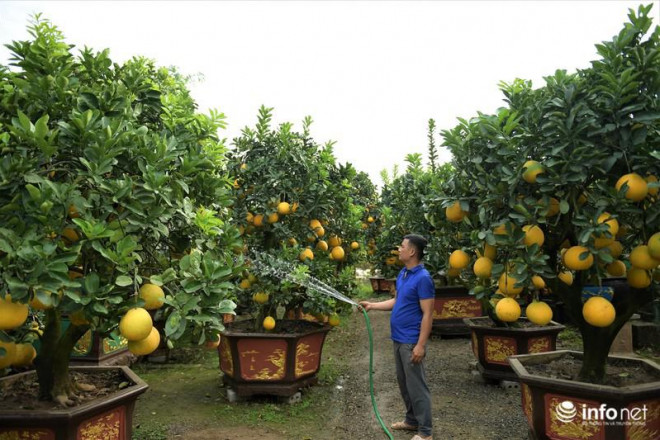 Theo anh Chính, những cây bưởi nhỏ có giá từ&nbsp;1 triệu đến 30 triệu đồng. Những cây cổ thụ thì giá cao hơn rất nhiều, từ 50-200 triệu đồng.