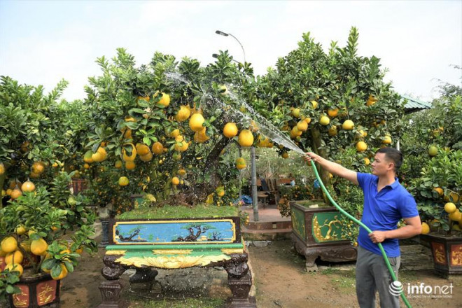 Hầu hết bưởi cổ thụ trong vườn nhà anh Chính đã được khách hàng đặt trước Tết và đa phần người mua mang đi biếu tặng. Thời điểm này anh Chính đang hoàn tất những công đoạn chăm sóc cuối cùng trước khi xuất đi giao đến các địa chỉ được khách đặt trước.