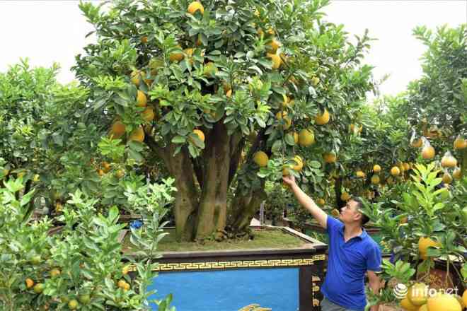 Anh Chính chia sẻ, năm nay thời tiết không ủng hộ khiến nhiều quả bị hỏng, tuy nhiên các cây bưởi lại ra rất nhiều hoa và nụ.