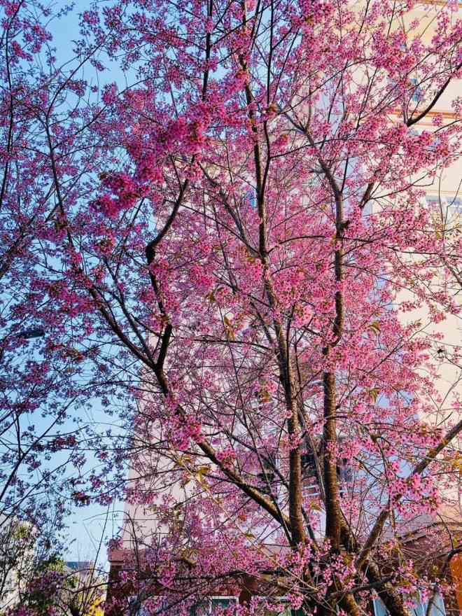 Ngắm hoa mai anh đào bung sắc đón xuân mới 2020 trên khắp phố phường Đà Lạt - 1
