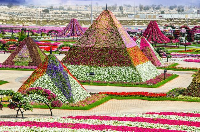 Bên trong vườn hoa lớn nhất thế giới nằm giữa sa mạc có gì đặc biệt? - 1