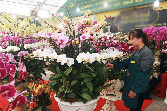 Còn hơn 20 ngày nữa mới đến Tết Nguyên đán Canh Tý 2020, nhiều đường phố ở Hà Nội xuất hiện các điểm bày bán lan hồ điệp, địa lan, lan vũ nữ phục vụ khách hàng có nhu cầu chơi tết sớm.