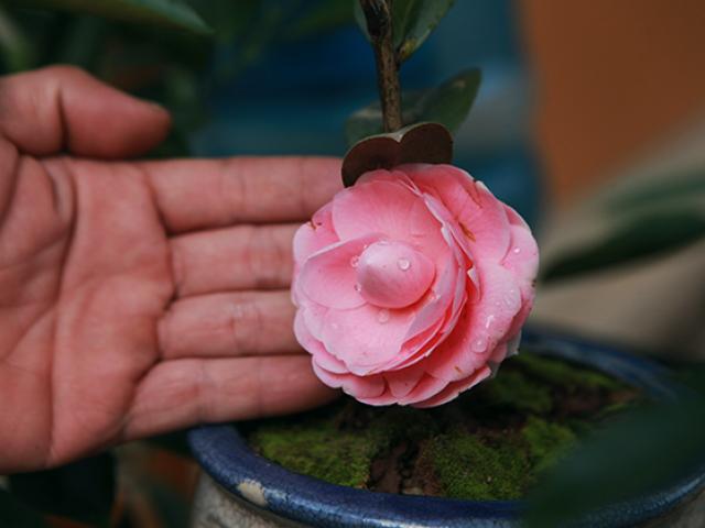 Cây hồng trà độc nhất vô nhị ở Hà Nội được rao bán với giá ”rẻ giật mình”