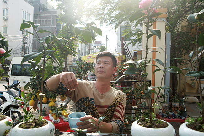 Anh Phan Quang Huy (Văn Giang, Hưng Yên) đã trưng bày, bán hơn chục cây hồng trà mini tại làng đào Nhật Tân (Tây Hồ) để phục vụ nhu cầu chơi Tết của người dân Hà Nội.