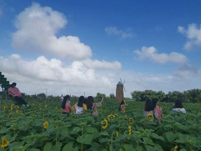 Quảng Nam: Giáp Tết, vườn hướng dương tấp nập khách vào xem - 2