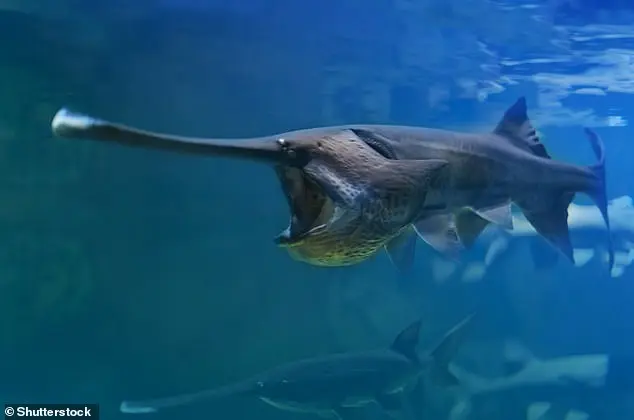 Cá tầm thìa – loài cá được mệnh danh là vua cá nước ngọt tại Trung Quốc (ảnh: SCMP)