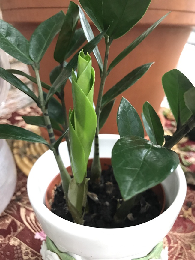 Zamioculcas ở Việt Nam có tên là cây kim tiền. Cây có nguồn gốc mọc hoang ở miền Đông châu Phi.