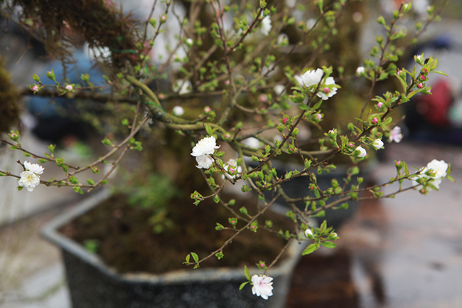 Thời điểm này, dù chưa đến Tết Nguyên đán nhưng những cây mai được trưng bán đã bắt đầu nở hoa trắng tinh, giữa nhụy có điểm màu hồng rất đẹp mắt.
