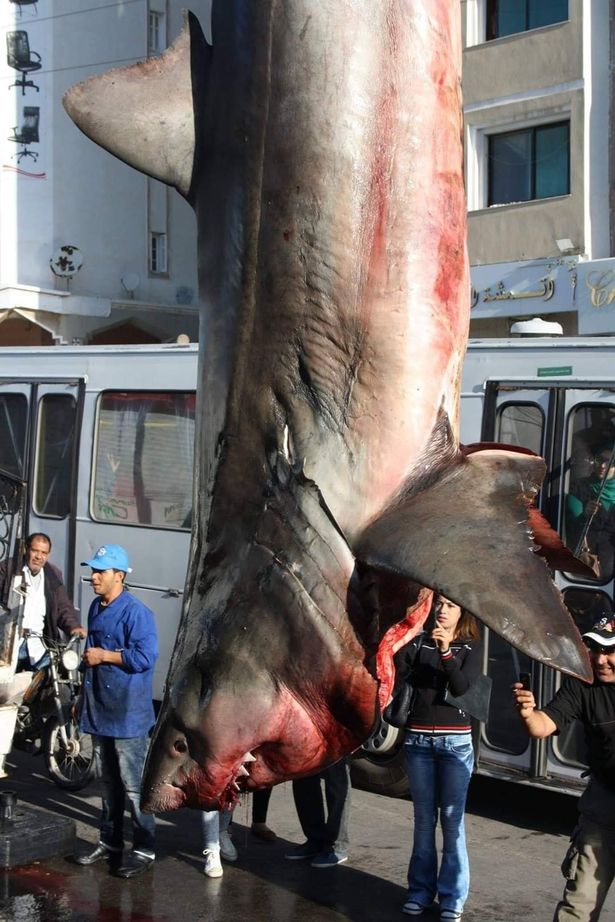 Con cá mập trắng khổng lồ được cho là bị ngư dân địa phương&nbsp;ở Tunisia khuất phục