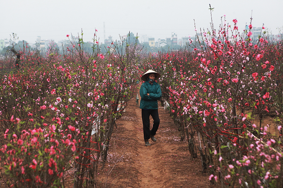 "Những cành đào nhiều nụ được giá nhưng những cành hoa bung nở gần hết rất khó bán”, bà Nguyễn Thị Lan chia sẻ.