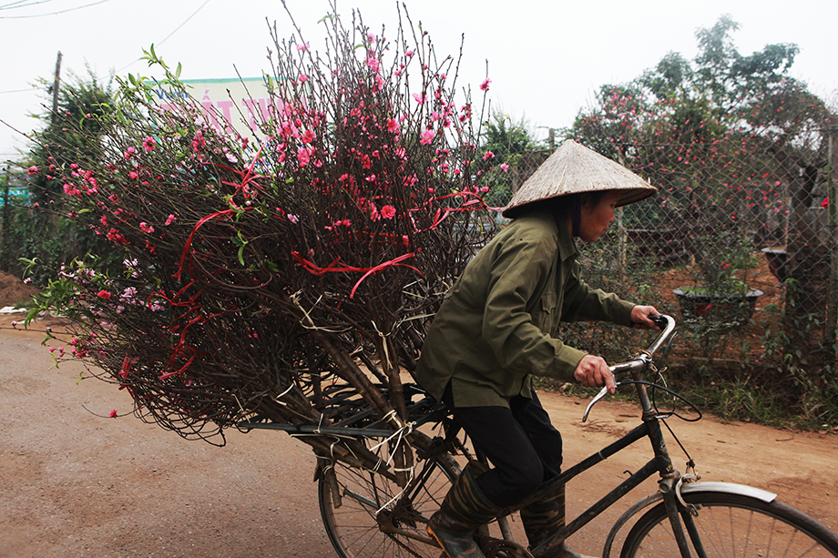 Những thương lái buôn đào tất bật chở đào ra chợ bán sau khi chọn mua được những cành đào đẹp.