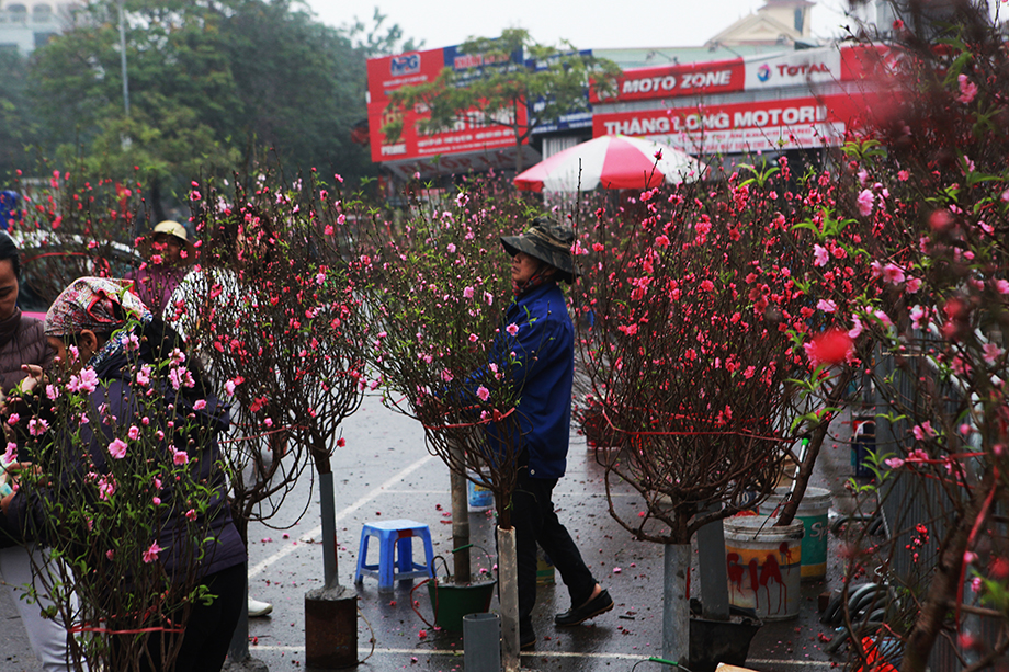 Đào Nhật Tân được bày bán khắp các chợ ở Hà Nội, những cành đào làm đỏ rực cả một góc phố.