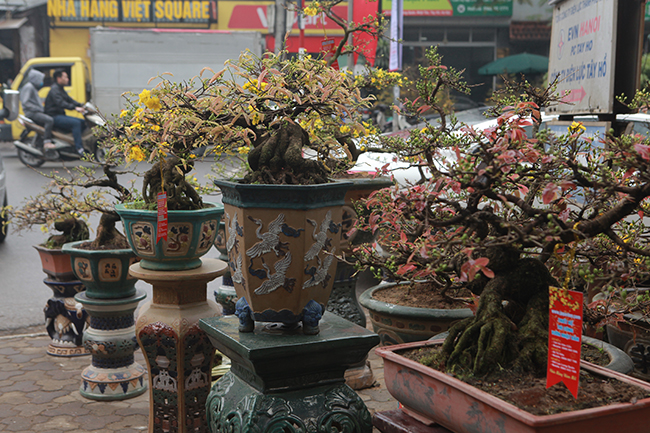Trên đường Lạc Long Quân (Tây Hồ, Hà Nội), một nhà vườn bày bán những gốc mai vàng bonsai cổ thụ thu hút người dân đến xem, mua về chơi Tết.