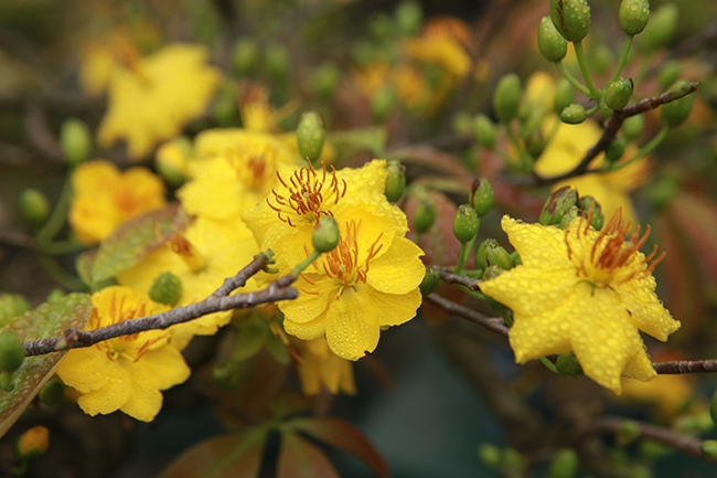 Mai Bình Định có nụ hoa to, khi nở các cánh hoa đều và màu vàng rực rất đẹp mắt.