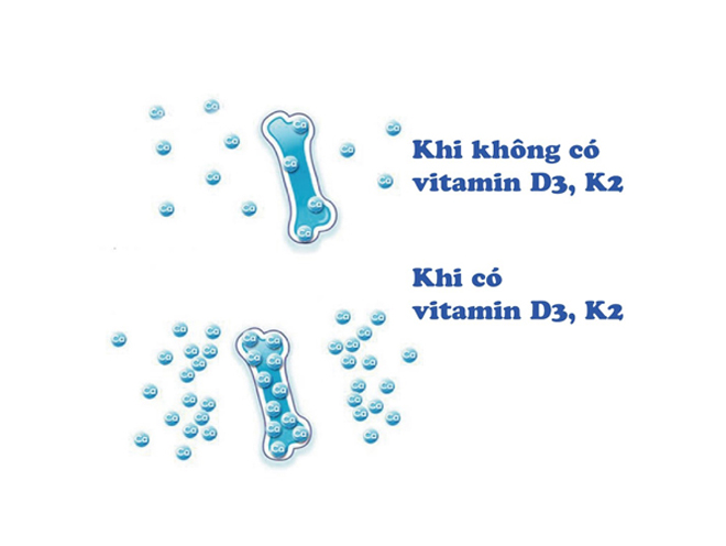 Vitamin D3 và K2 quyết định hiệu quả hấp thu và gắn canxi vào xương