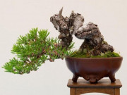 Thị trường - Tiêu dùng - Ít người biết đây chính là lý do khiến cây bonsai có giá “trên trời”