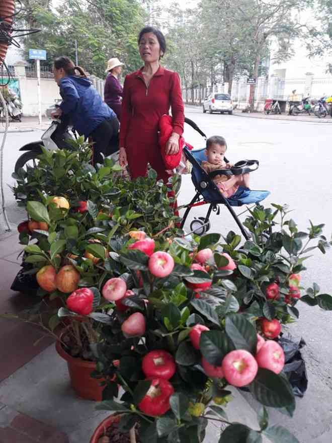 Cây roi cảnh 2 màu đỏ và hồng thu hút nhiều người dân tới xem tại khu vực Sài Đồng (Long Biên, Hà Nội). Giá trung bình: 500.000- 700.000 đồng/cây. Cô Thu Hoa (Long Biên, Hà Nội) cho biết: "Tôi cho cháu đi dạo bộ thấy trên đường bày bán nhiều loại hoa, cây cảnh ngày Tết. Đặc biệt, năm nay tôi thấy rất nhiều cây lạ như roi cảnh nhìn sai quả rất thích mắt nên mua về chơi tết".