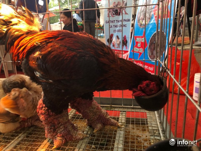 Chú gà trống Đông Tảo có giá 10 triệu đồng