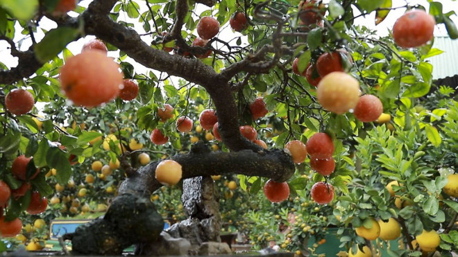 Những gốc chanh đào kiểu dáng bonsai bắt mắt người xem từ cái nhìn đầu tiên.