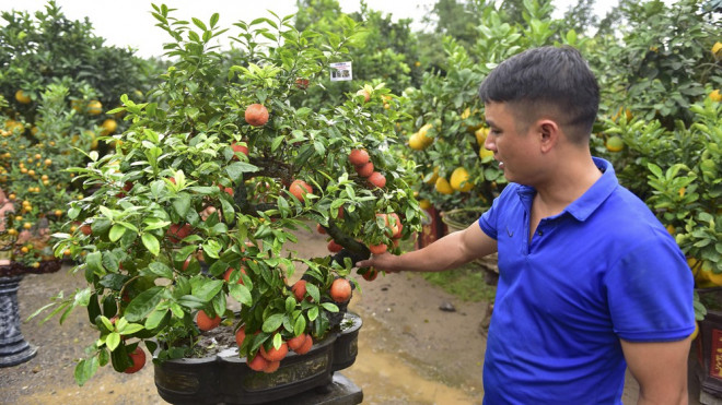 "Để có được vườn chanh "độc" này, tôi đã trải qua nhiều thất bại. Khi thì cây chết, khi thì sống nhưng không đậu quả, quả ít... Qua thời gian rút ra kinh nghiệm và nay tôi đã tự tin hàng năm mình đều có những chậu chanh đào cung cấp ra thị trường bán dịp Tết". Anh Chính - chủ vườn chia sẻ trong niềm vui được mùa.