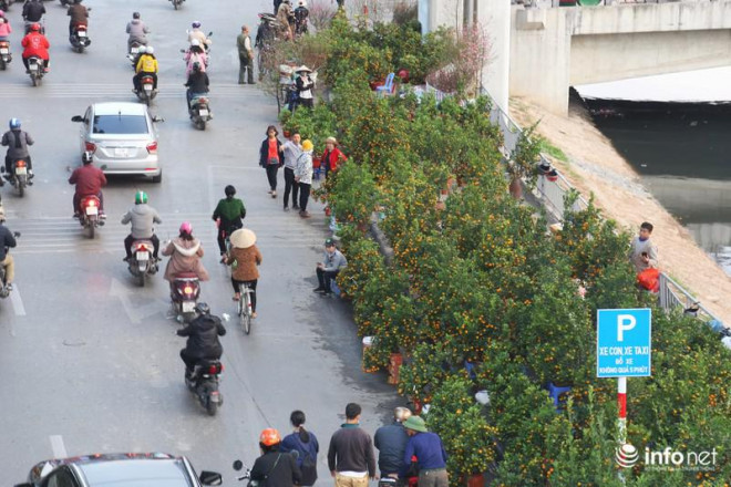 Đào, quất, cây cảnh chen kín vỉa hè tại ga Láng...