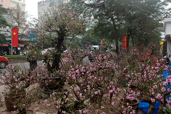 Hàng chục cây đào phai Mộc Châu (Sơn La) đã xuất hiện trên đường Lạc Long Quân (Tây Hồ). Giá mỗi cây đào dao động từ 10 – 120 triệu đồng.