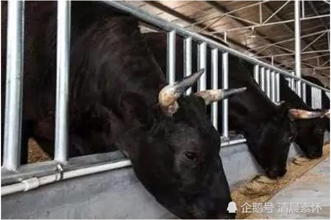 Thịt bò Matsusaka được sản xuất từ những con bò cái lông đen và chưa qua sinh sản