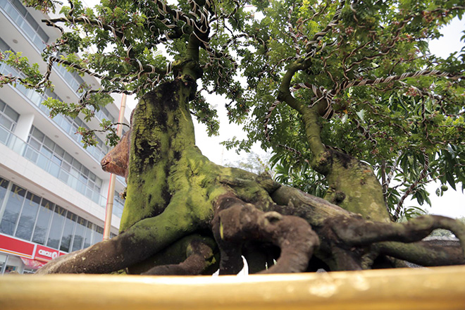 Sau khi vào chậu tạo dáng bonsai, ông mới quyết định tạo hình con vật cho cây khế.