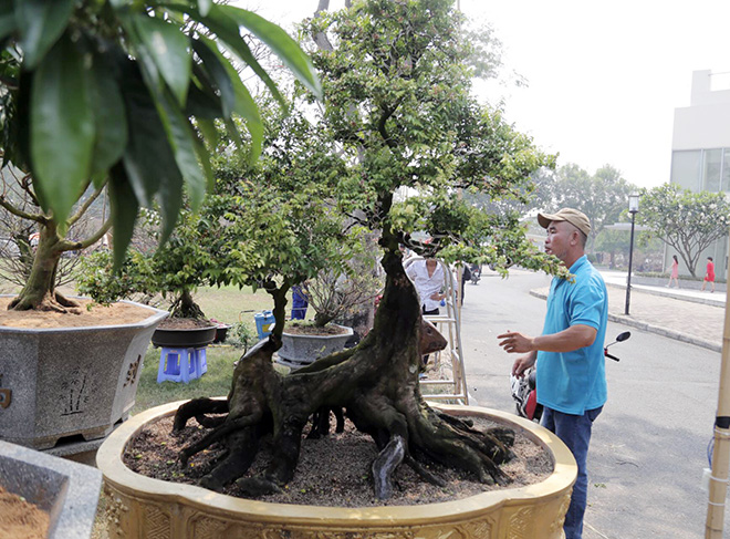 “Nhiều năm trước tôi mua cây khế này của một gia đình ở tỉnh Trà Vinh sau đó đem về nhà chăm sóc. Khoảng thời gian từ đó đến nay, cây khế vẫn vậy chỉ có phát triển chi, thân không phát triển thêm”, ông Mến cho biết.