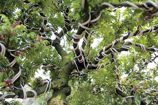 Những cành cây vươn lên từ bộ rễ được ông Mến tạo dáng uốn và tạo kiểu bonsai.